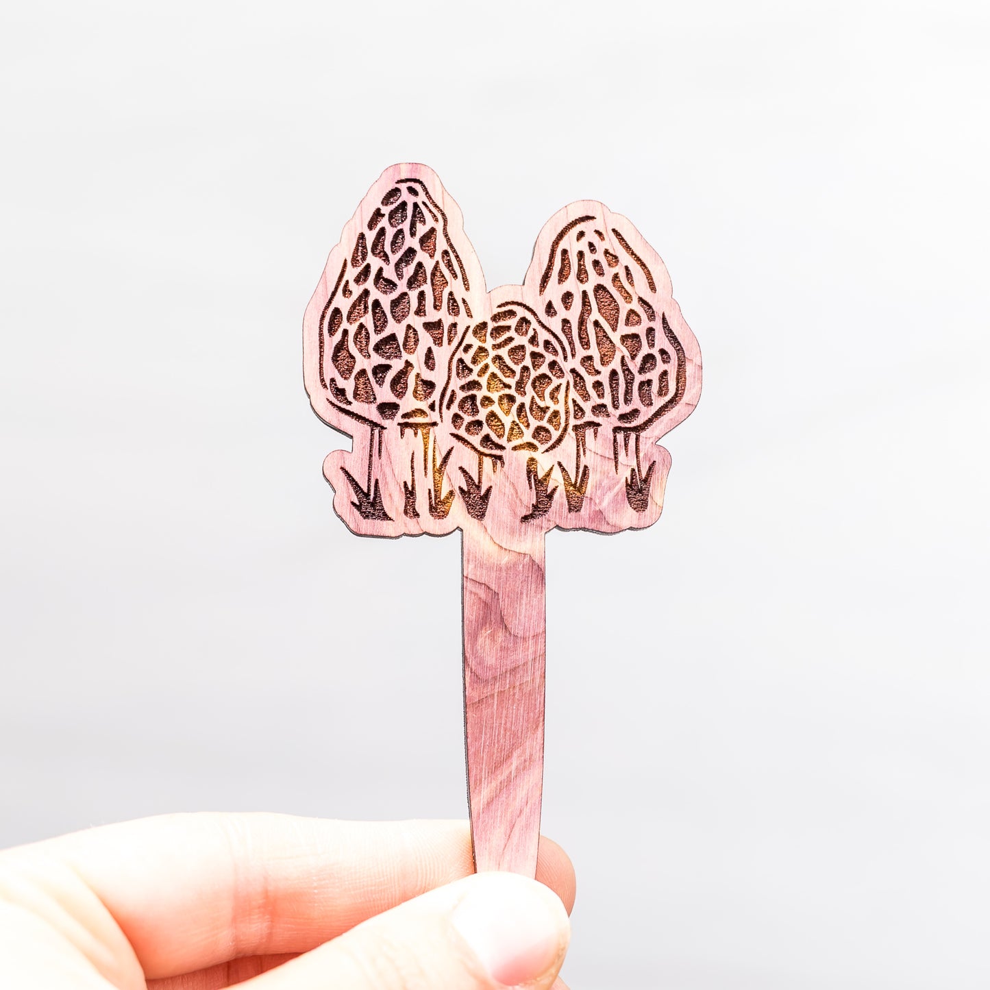 Plant Buddy: Morel Mushrooms