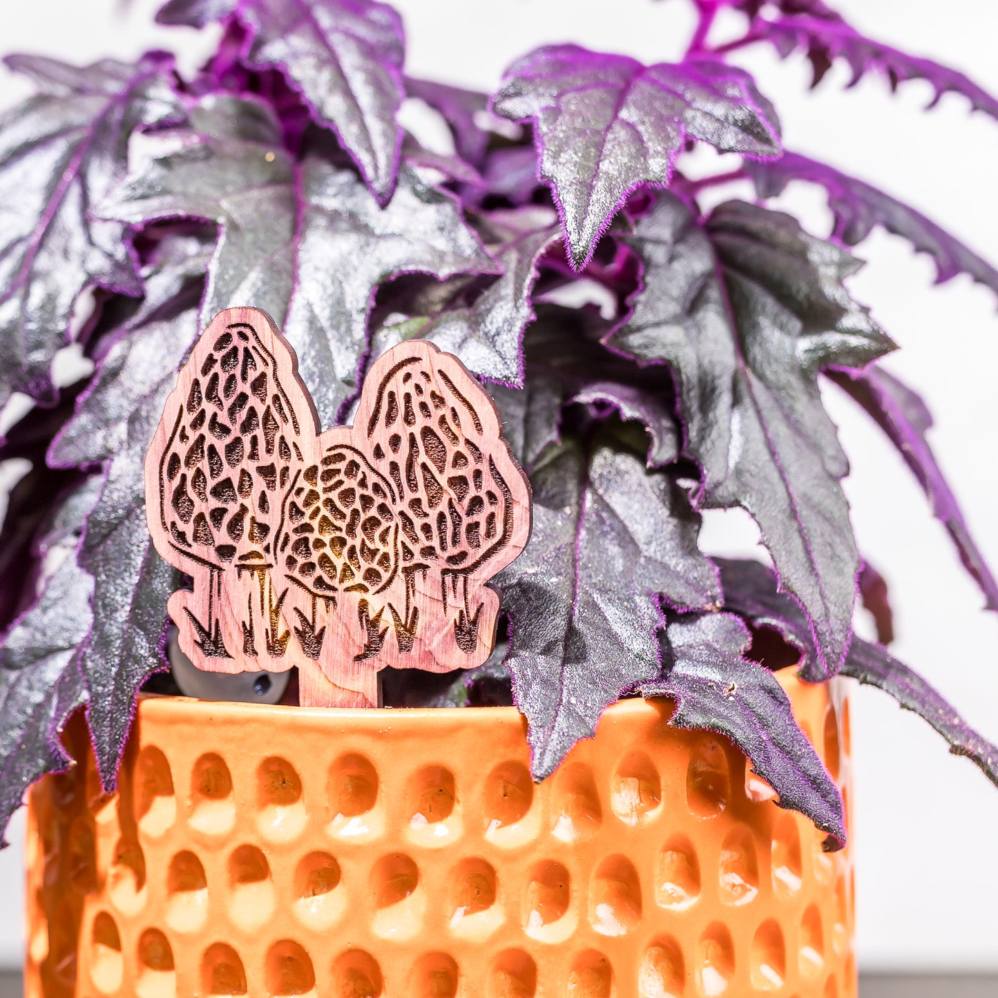 Plant Buddy: Morel Mushrooms