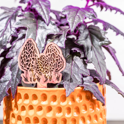 Plant Buddy: Morel Mushrooms