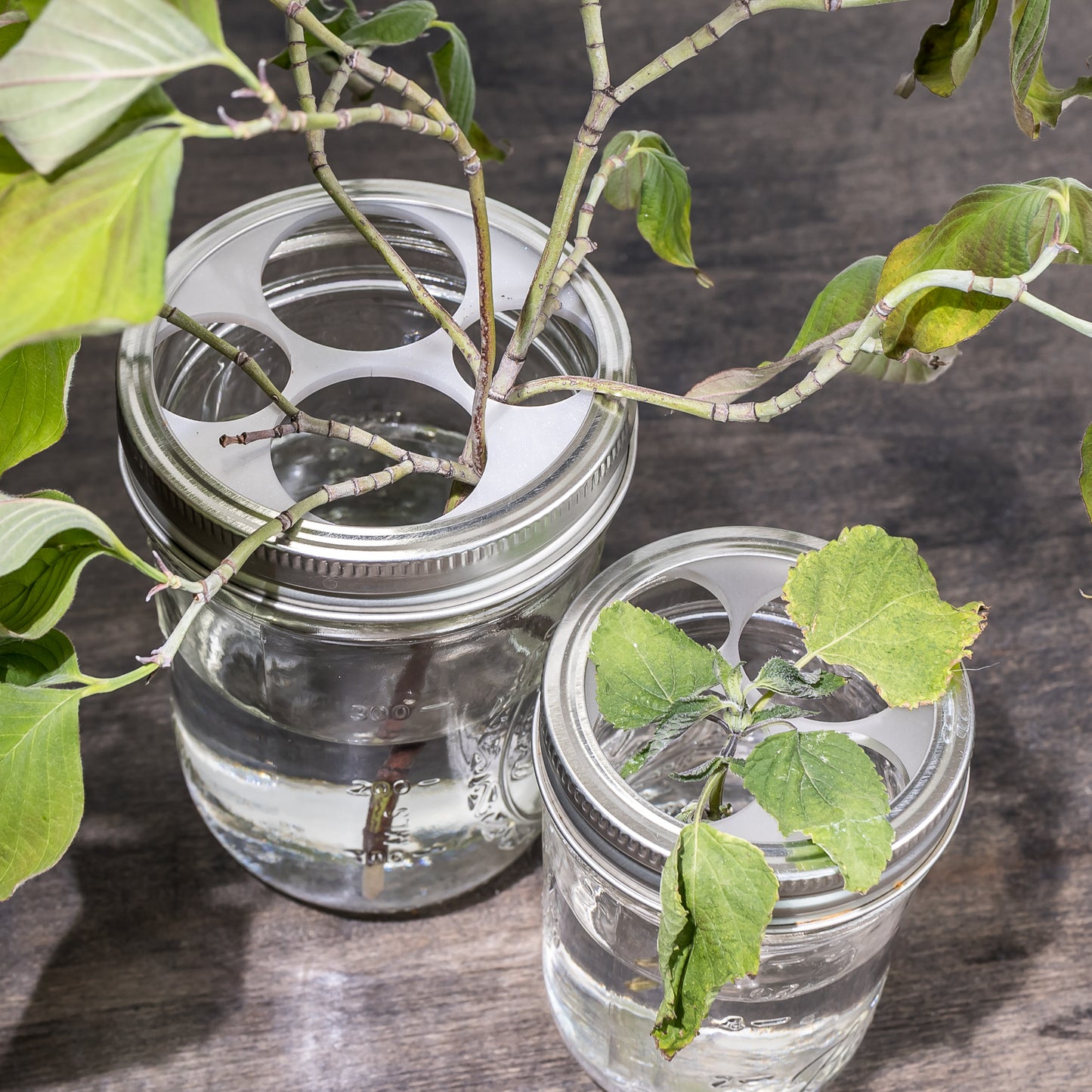 Propagation Jar Lid Insert