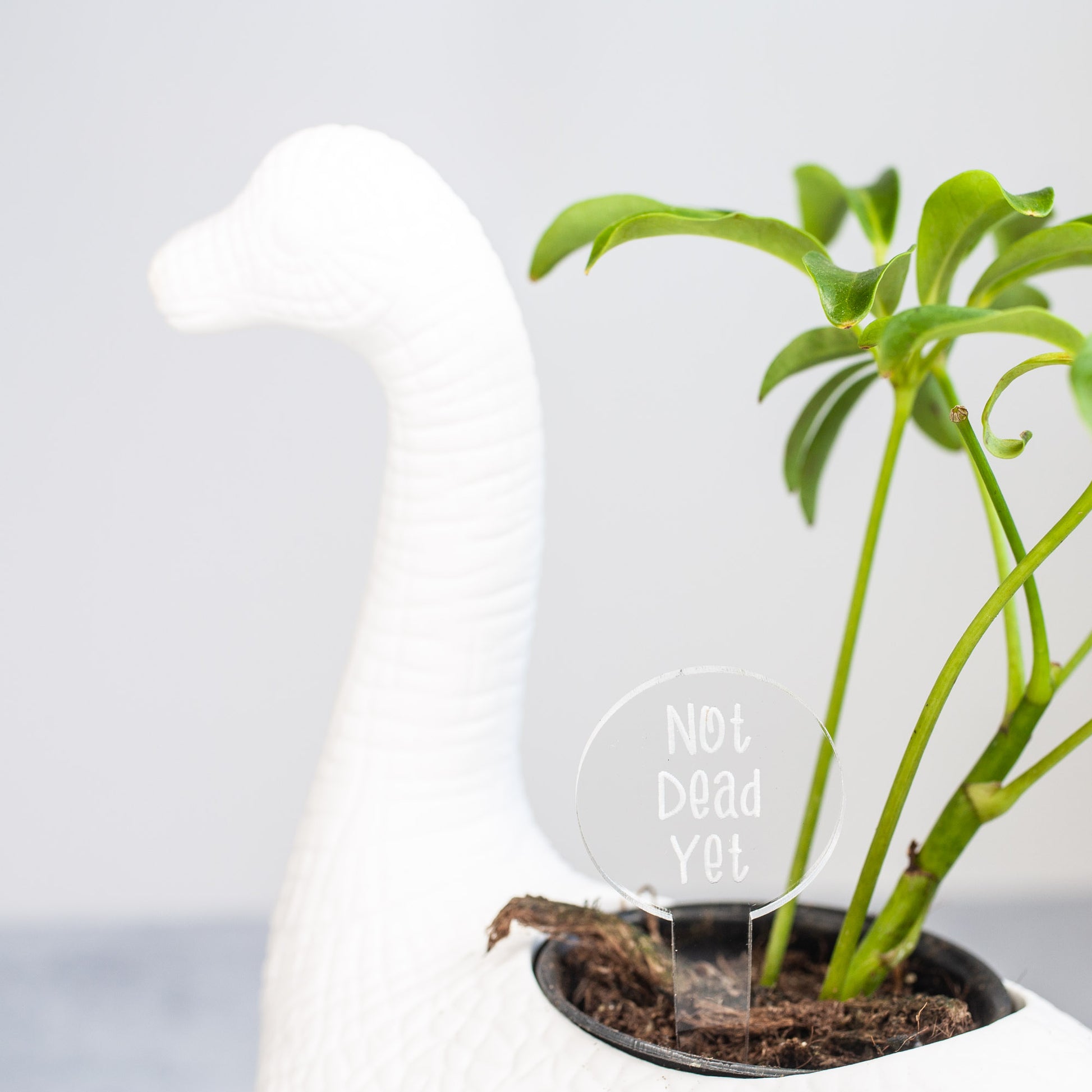 Funny Plant Markers - Laser Cut & Laser Engraved Clear Acrylic - "Not Dead Yet" - by LeeMo Designs in Bend, Oregon