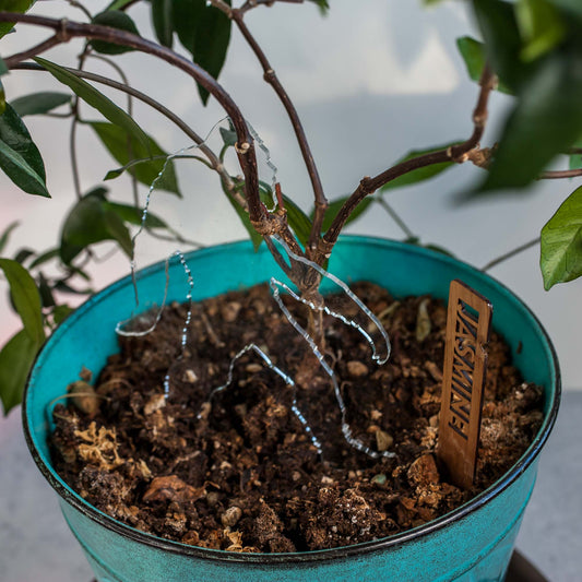 Bigfoot Garden Decor - Clear Acrylic in Jasmine Plant by LeeMo Designs in Bend, Oregon
