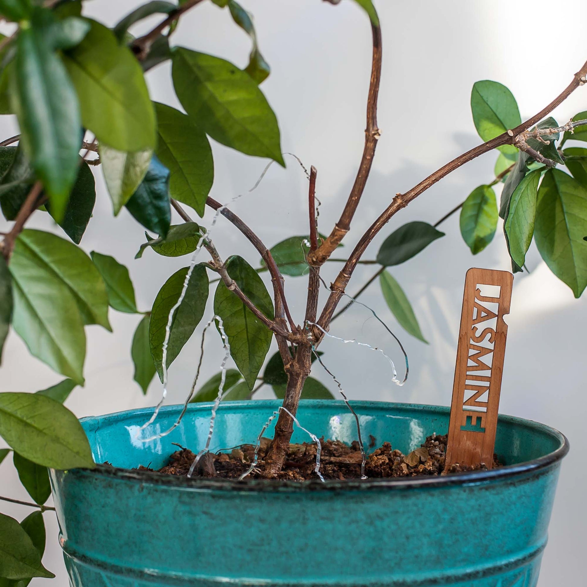 Bigfoot Garden Decor - Clear Acrylic in Jasmine Plant by LeeMo Designs in Bend, Oregon